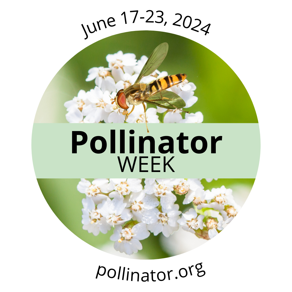 National Pollinator Week!