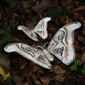 💫New!💫 'Ghost Giant Atlas' Moth