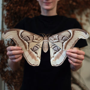 💫New!💫 'Ghost Giant Atlas' Moth