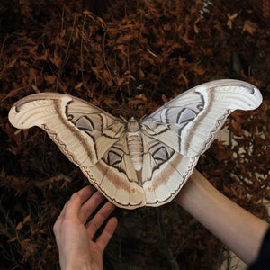 💫New!💫 'Ghost Giant Atlas' Moth