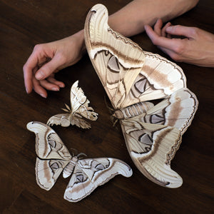 💫New!💫 'Ghost Giant Atlas' Moth