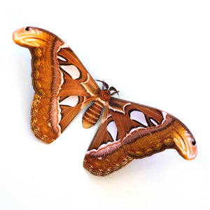 'Atlas' moth - Reseller Wholesale