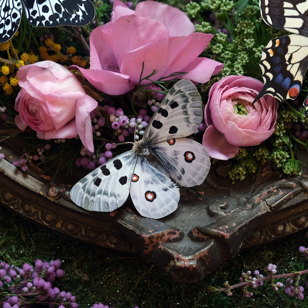 💫New💫"Woodland" ~ North America Butterfly Collection