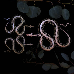 'Ouroboros' Mini Snake Skeleton Set - Artist Discount