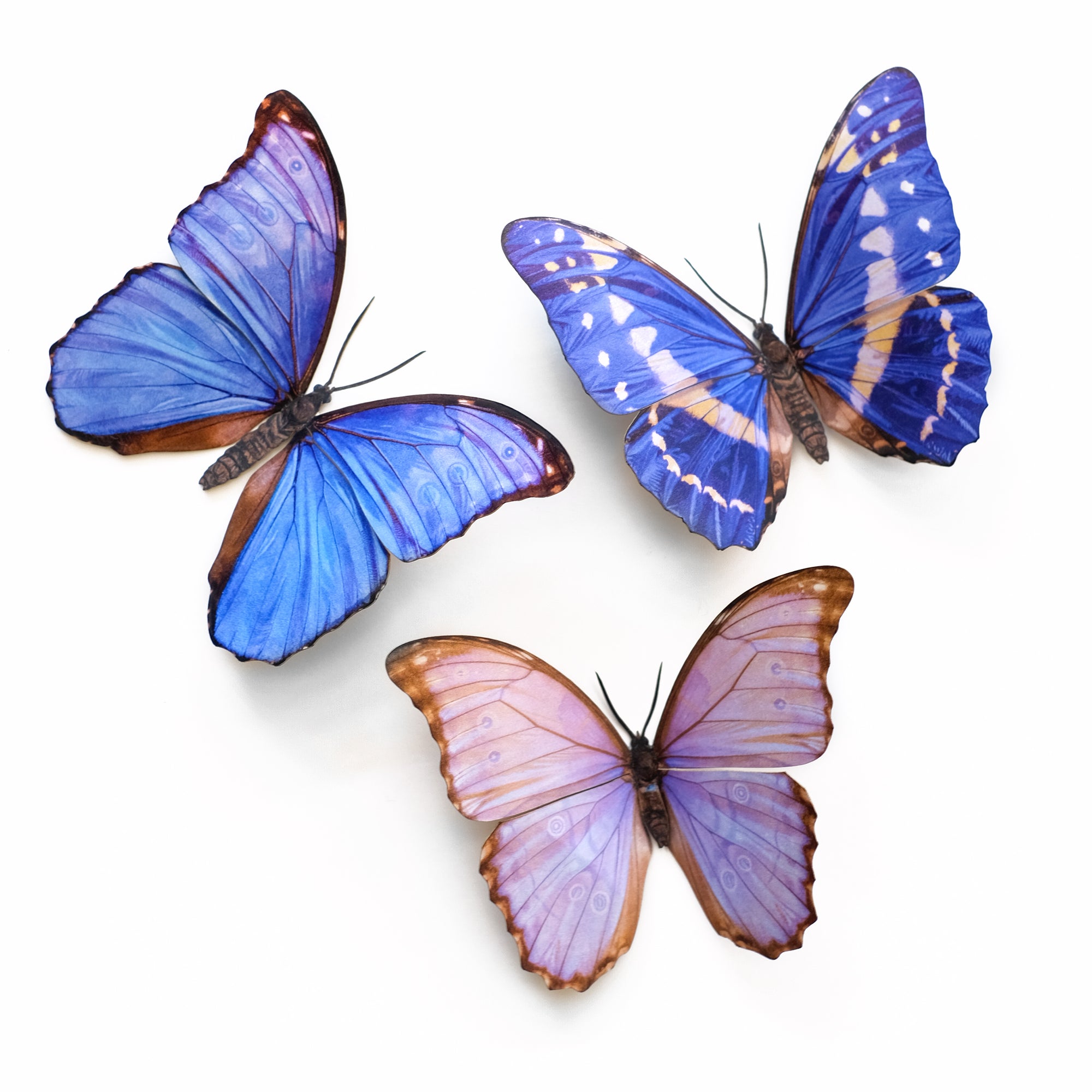 💫New💫 'Reverie' Morpho Butterfly Set Reseller Wholesale