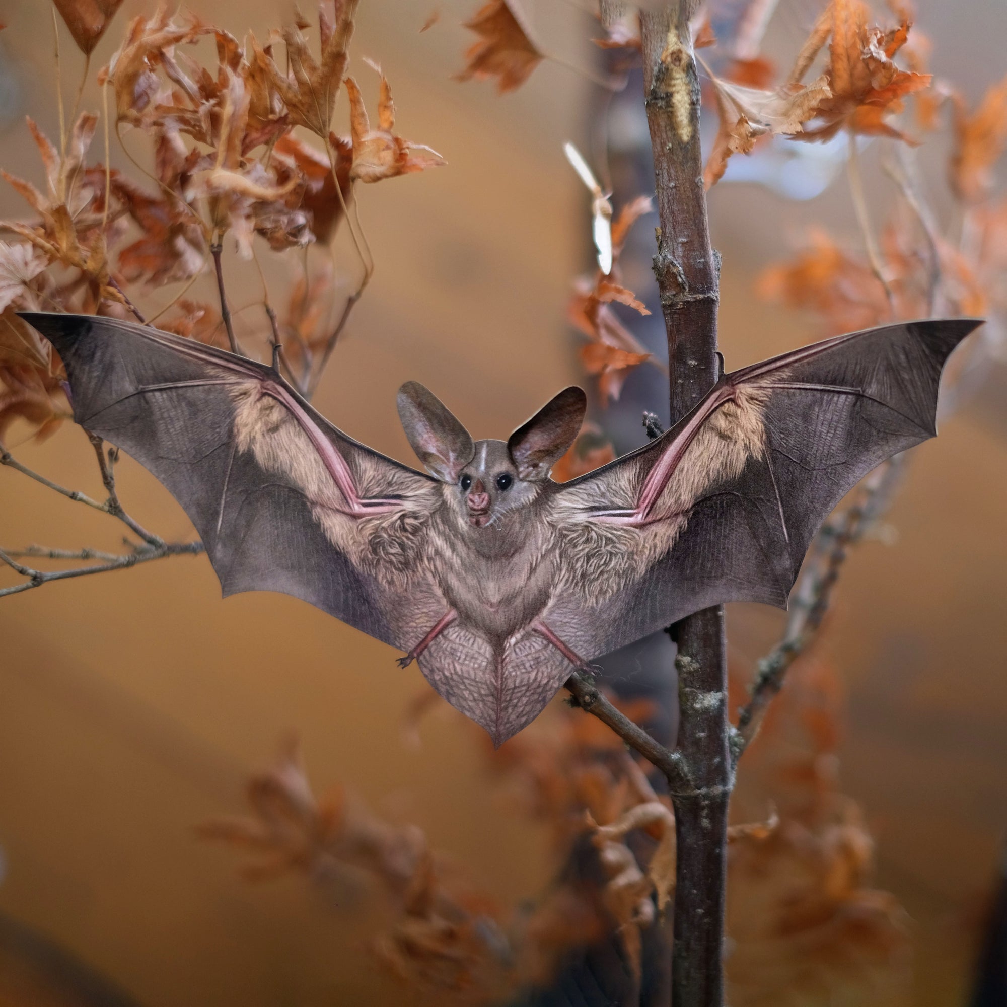 💫 NEW💫 'California Leaf Nose Bat' Specimen - Artist Discount