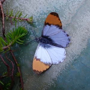 💫New💫 'Sara Orangetip' Butterfly