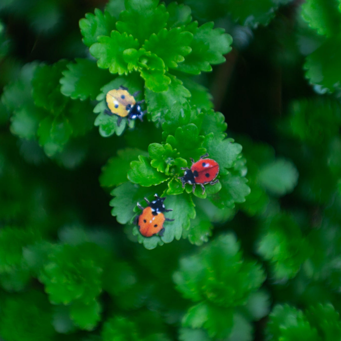 💫New! 💫 'Little Ladybugs'🐞