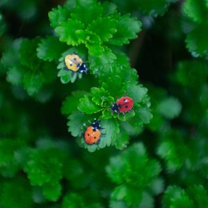💫New! 💫 'Little Ladybugs'🐞