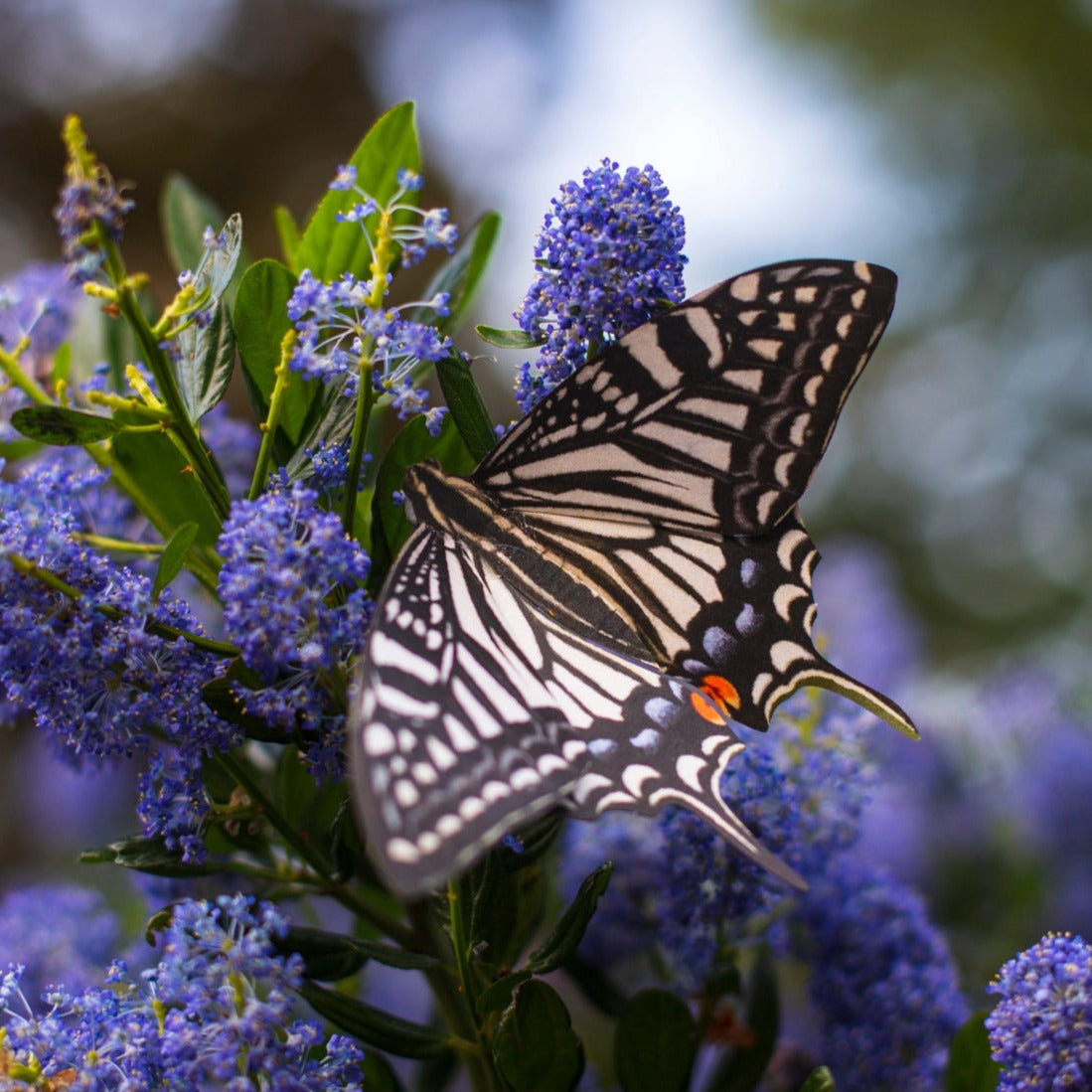 'Asian swallowtail' Butterfly