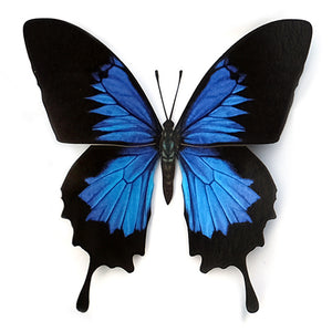 Paper Blue Emperor Butterfly - Moth & Myth