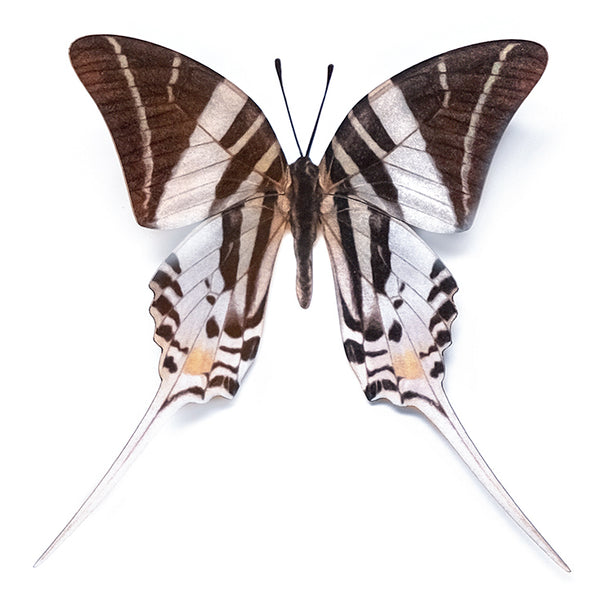 Giant Swordtail' Butterfly