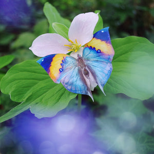'Indian Oakleaf' Butterfly