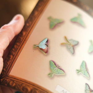'Snowmoon' Micro Luna Moth Collection