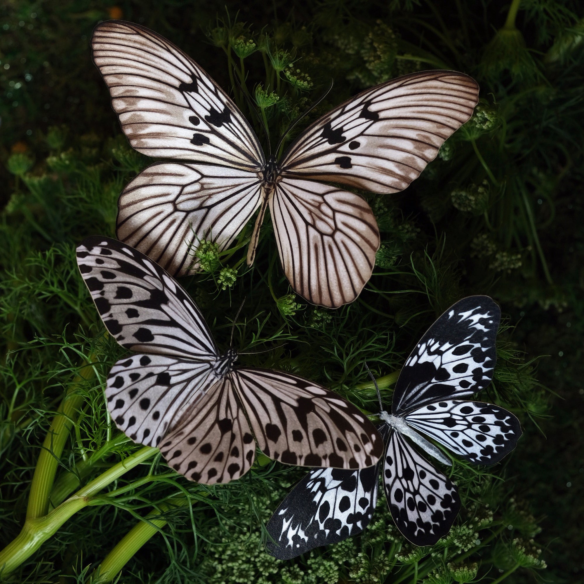 'Blanchard's Ghost' Butterfly