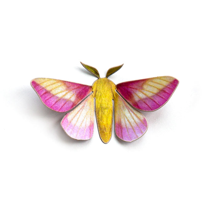 Paper Rosy Maple Moth - Moth & Myth