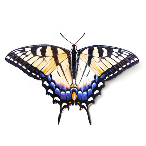 Paper Tiger Swallowtail Butterfly - Moth & Myth