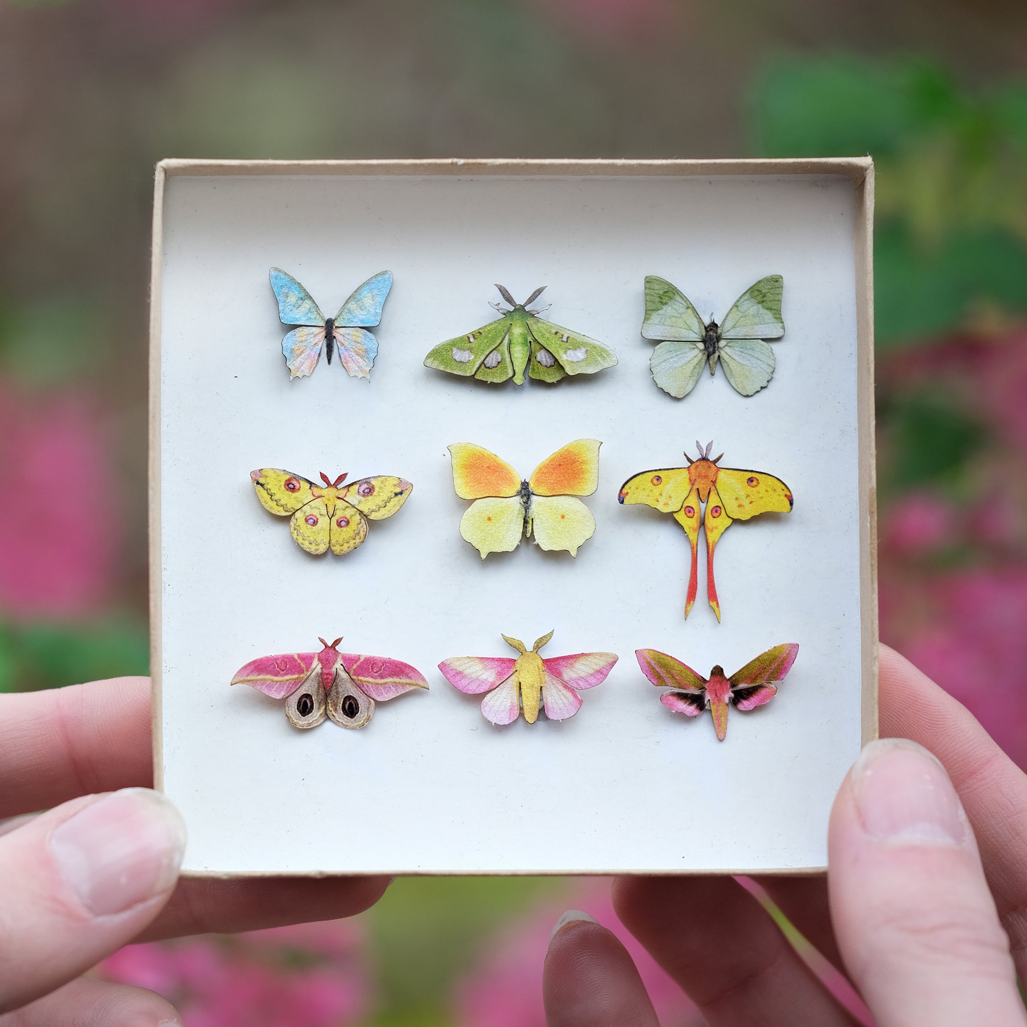 ’Utopia' Micro Moth & Butterfly Collection