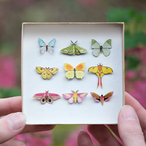 ’Utopia' Micro Moth & Butterfly Collection