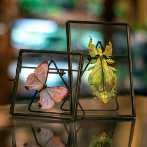 'Pearl Morpho' Butterfly